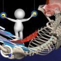 Abdominales o flexores de la cadera